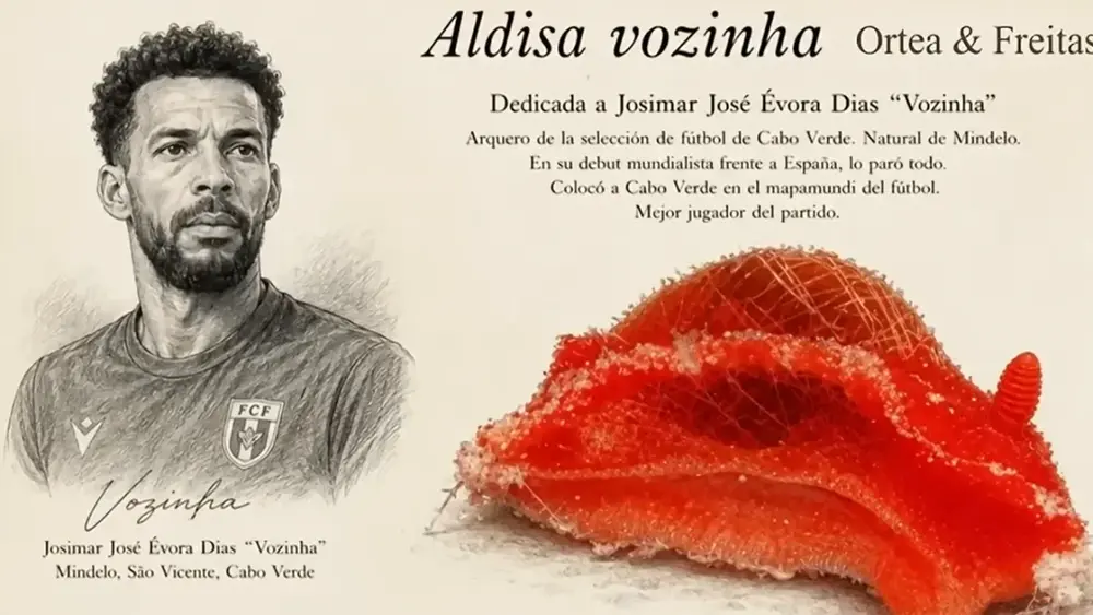 Nova espécie de molusco homenageia Vozinha no Caribe
